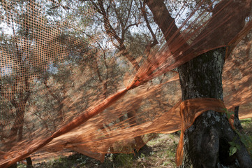 nets for harvesting olives