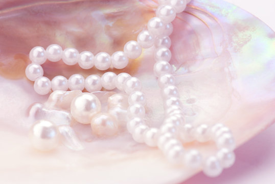 Macro of pearls and necklace  in an oyster shell. Pink tinted