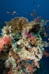 Plakat coral and fish