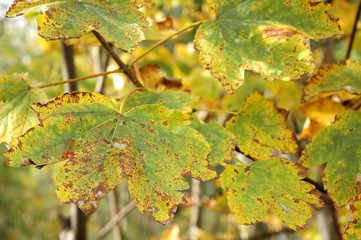 Leaves in the autumn