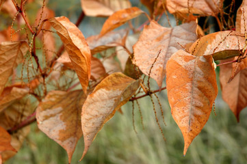 Leaves in the autumn