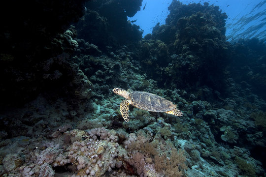 hawksbill turtle and coral reef