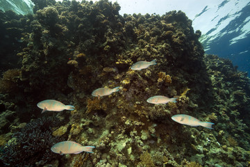 parrotfish and coral