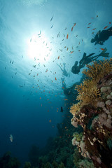 divers, coral and fish