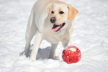 雪の中で遊ぶ犬