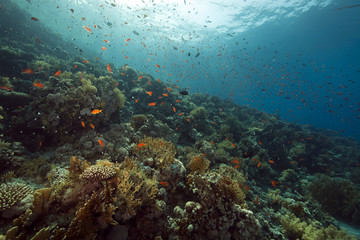 Obraz na płótnie Canvas coral and fish