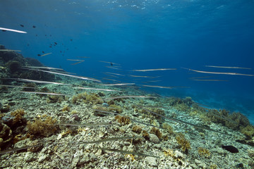Fototapeta na wymiar cornetfish and coral garden