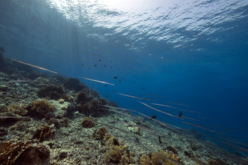 cornetfish and coral garden