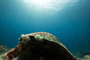 coral and fish