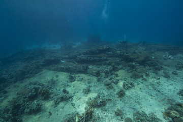 wreckage of the yolanda and fish
