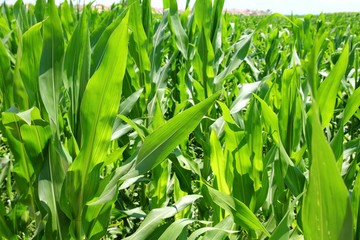 agriculture corn plants field green plantation