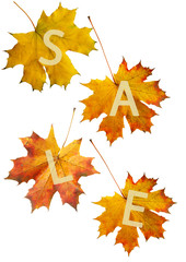 autumn leaf for sale