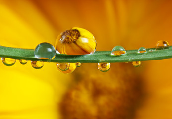 pot marigold flower mirroring inside water drops