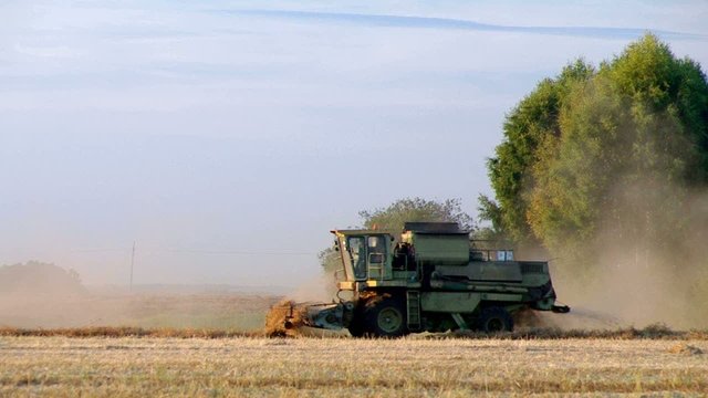 Ripened buckwheat being gathered by combine harvester