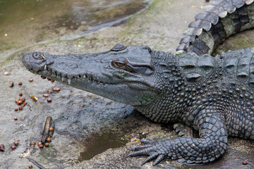 Krokodil