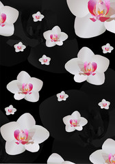 background with white orchid flowers