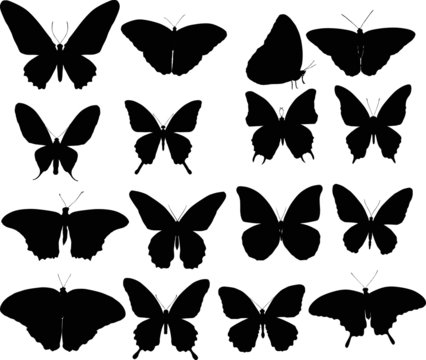 sixteen black butterfly silhouettes