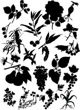 isolated flowers and fruits silhouettes