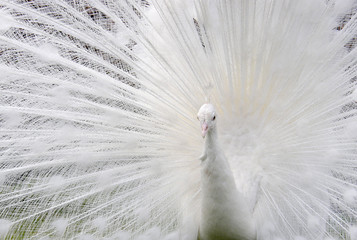 Obraz premium White peacock