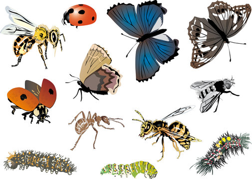 twelve color insects collection
