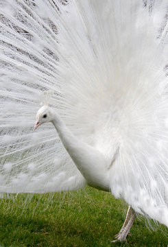 Peacock white