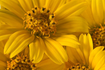 Beautiful yellow flower petals closeup