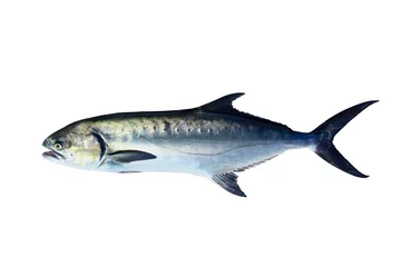 Store enrouleur Pêcher Garrick Lichia Amia fish isolated on white