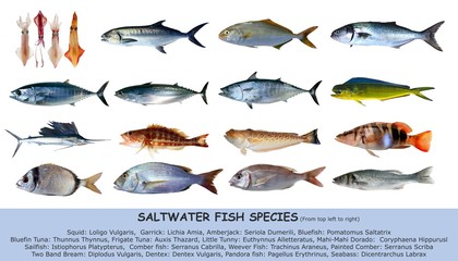 Fototapeta premium Fish species saltwater clasification isolated on white