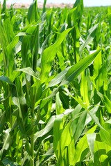 Fototapeta premium agriculture corn plants field green plantation