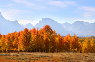Fototapeta premium Grand Tetons park in autumn