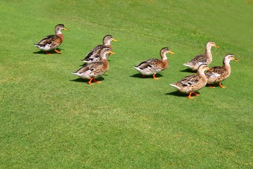 flock of ducks walking in garden green grass
