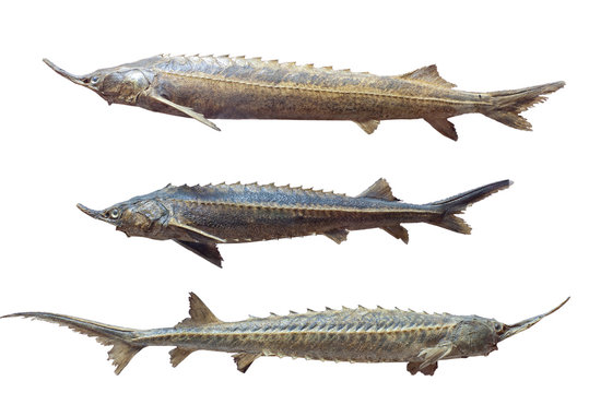 Three types of stuffed sturgeon fish isolated on white