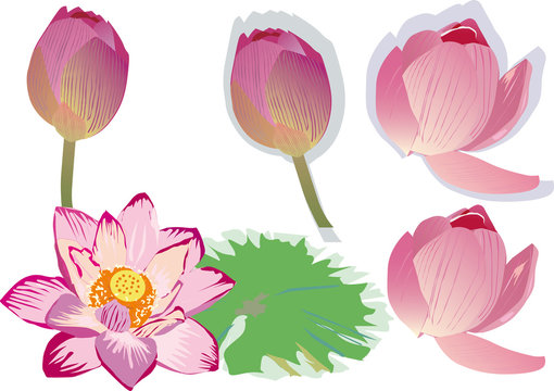 pink lotus collection
