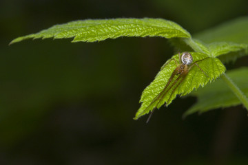 Czaik Metellina