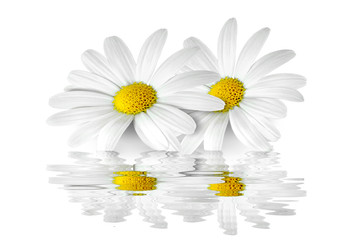 Obraz premium Blumen 162