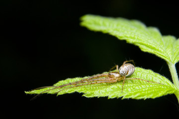 Czaik Metellina