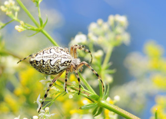 Kołosz wielobarwny Aculepeira ceropegia