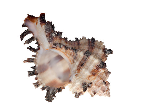 isolated shellfish with brown strips