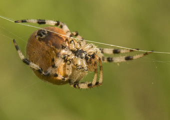 Krzyżak łąkowy Araneus quadratus