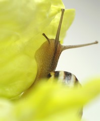 escargot et feuille de salade