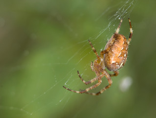 Krzyżak ogrodowy Araneus diadematus