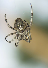 Krzyżak rogaty Araneus angulatus