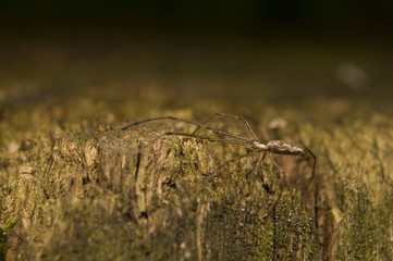 Kwadratnik Tetragnatha