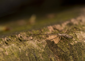 Kwadratnik Tetragnatha