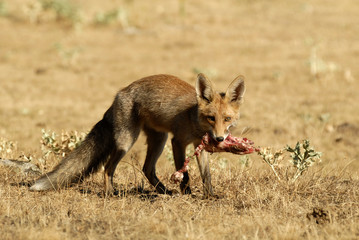 Fototapeta premium Zorro con carne