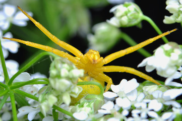Kwietnik Misumena vatia