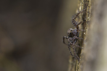 Wałęsak zwyczajny Pardosa amentata