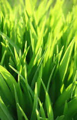 green grass and sunlight