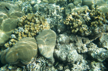 Coral reef