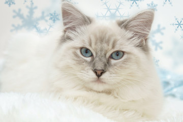 cute winter kitty